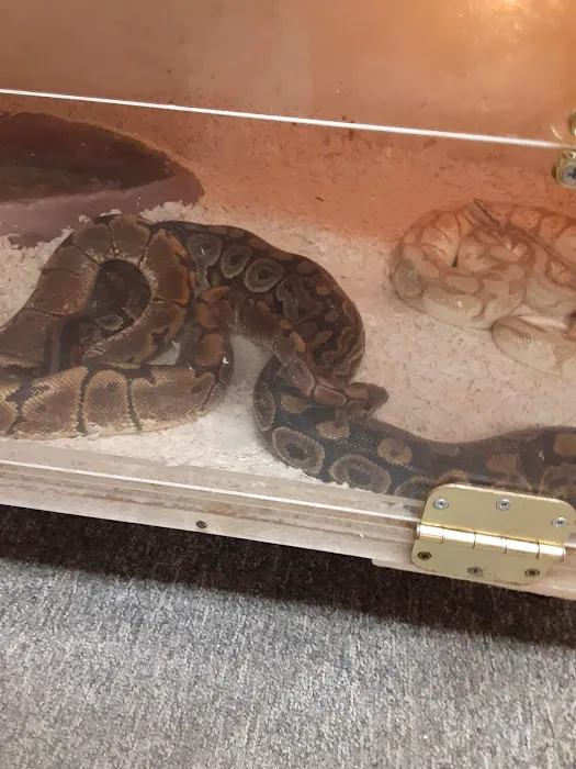 Shedskin Reptiles Picture 7