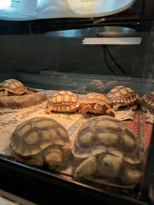 Shedskin Reptiles Picture 9