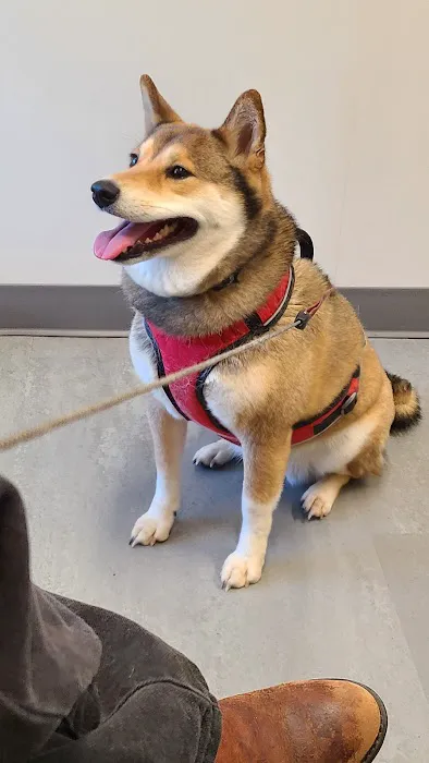 pet supplier Picture 2