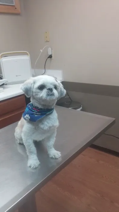 Nestor Lee DVM Picture 1