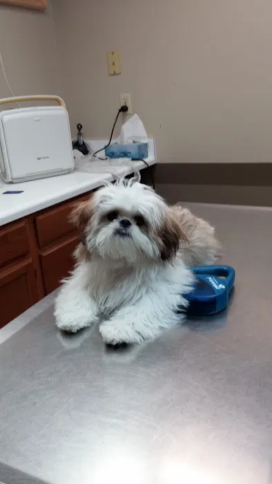 Justus Vets. Stephenson DVM, Nestor VMD, Williams VMD, and Lee DVM Picture 7