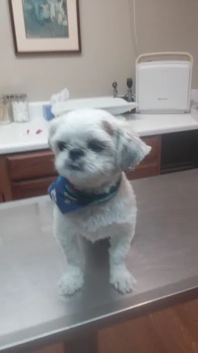 Justus Vets. Stephenson DVM, Nestor VMD, Williams VMD, and Lee DVM Picture 9