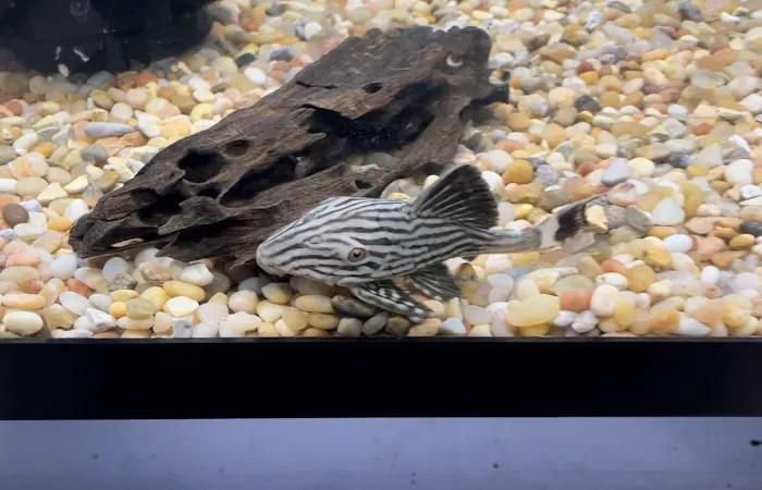 JJ Aquarium Picture 7