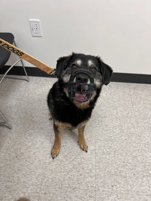 GSVS Veterinary Emergency Care Toms River Picture 8