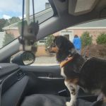Rabies Clinic