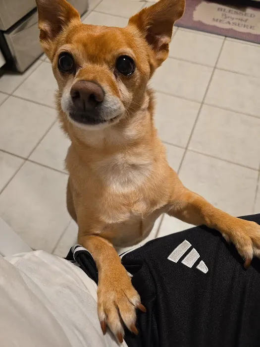 Pet store LLC Picture 3