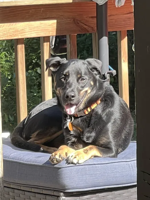 Pet store LLC Picture 5