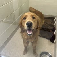 Toms River Animal Hospital ico