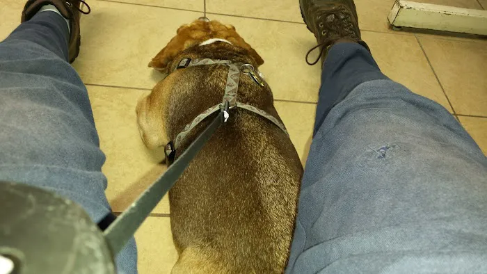 Toms River Animal Hospital Picture 7