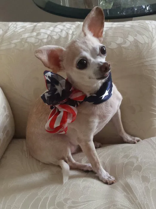 Toms River Animal Hospital Picture 8