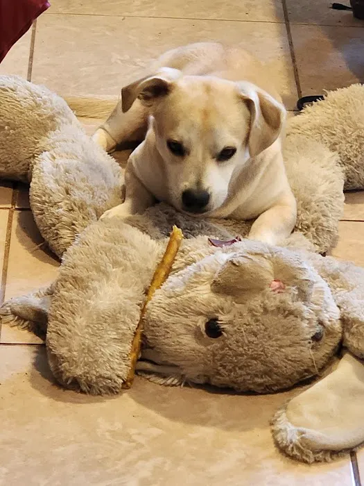 Pet Supplies Plus Stockton Picture 7