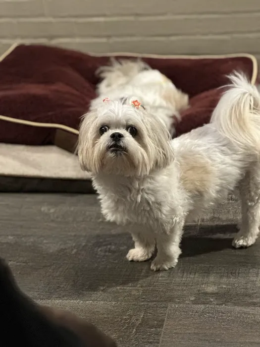 The Village Veterinarian Picture 1