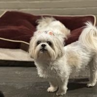 The Village Veterinarian ico