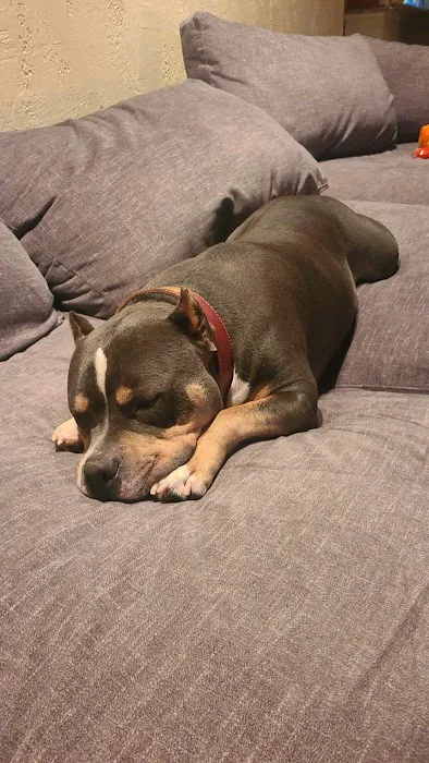 The Village Veterinarian Picture 2