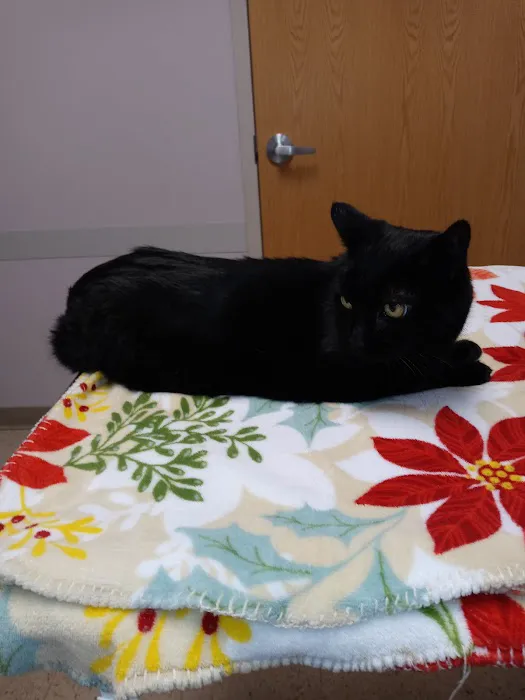 The Village Veterinarian Picture 3