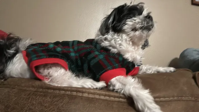 The Village Veterinarian Picture 5