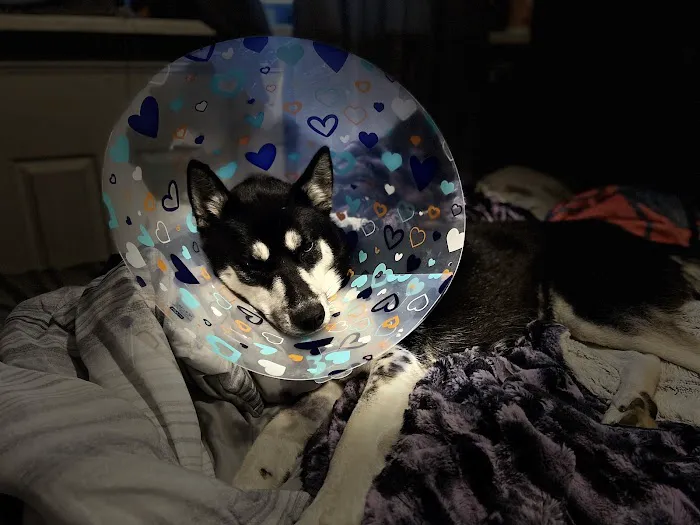 The Village Veterinarian Picture 4