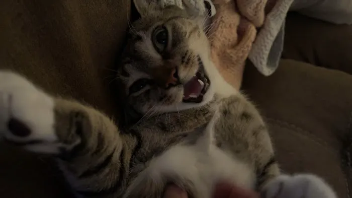 The Village Veterinarian Picture 8