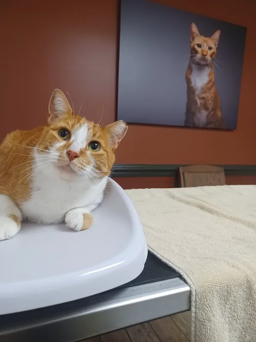 VCA Delaware Valley Animal Hospital Picture 9