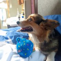 Pets 4 All ico
