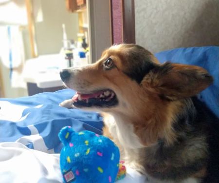 Pets 4 All