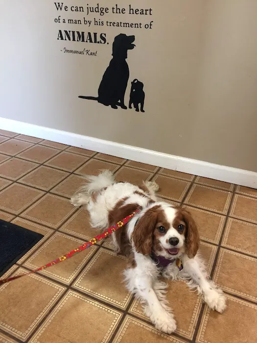 VCA Animal Healing Center Picture 9