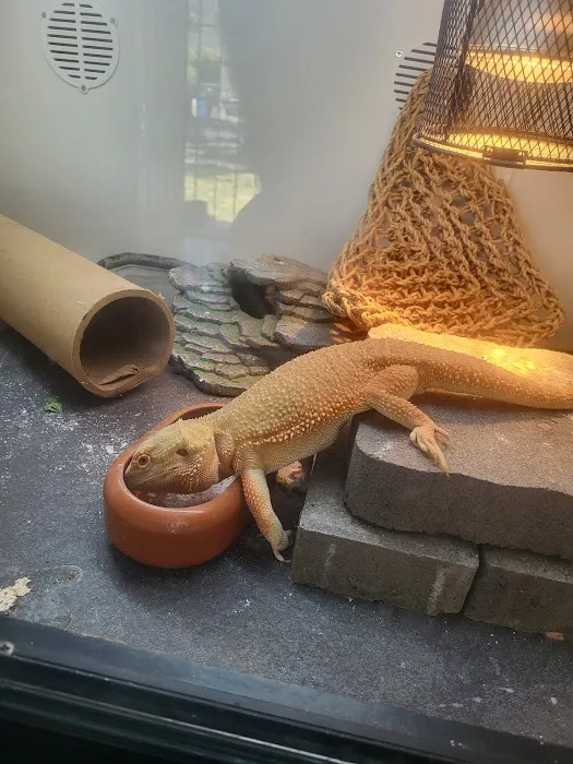 Pet Shoppe Picture 5