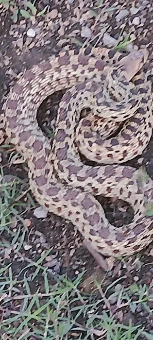 Pet Shoppe Picture 7