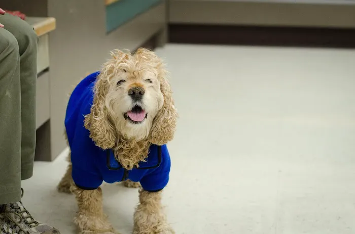 BluePearl Pet Hospital Picture 6