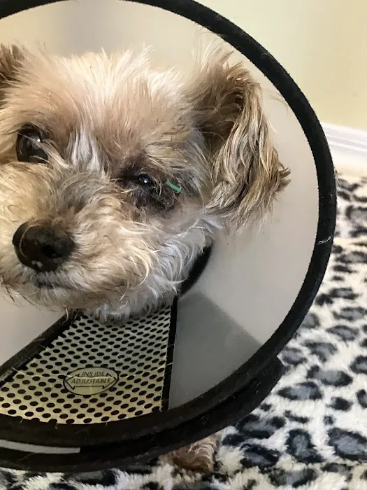 BluePearl Pet Hospital Picture 7