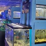 Vallejo Aquarium