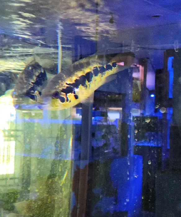 Vallejo Aquarium Picture 10