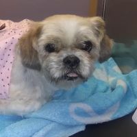 Bryan Animal Hospital ico