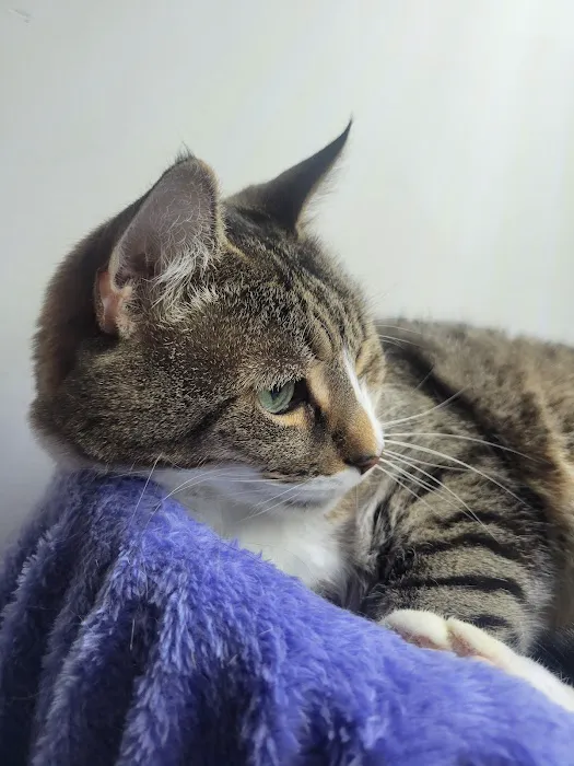 Bryan Animal Hospital Picture 3