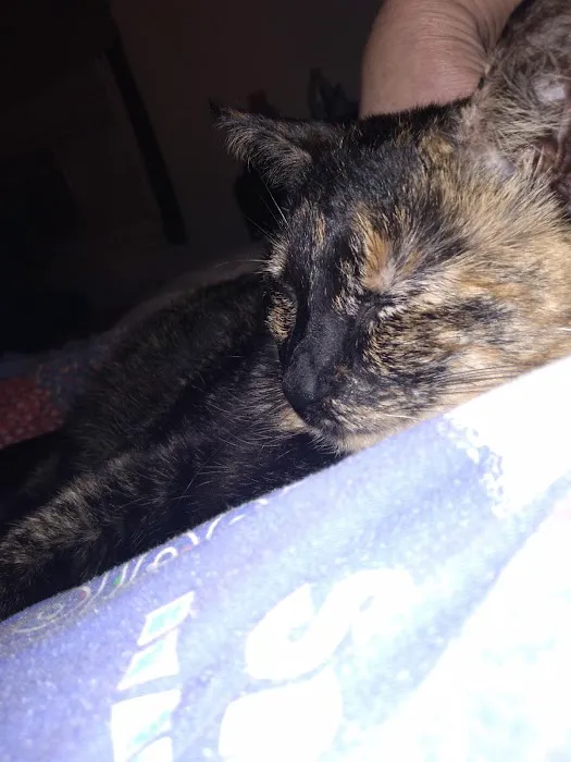 Bryan Animal Hospital Picture 5