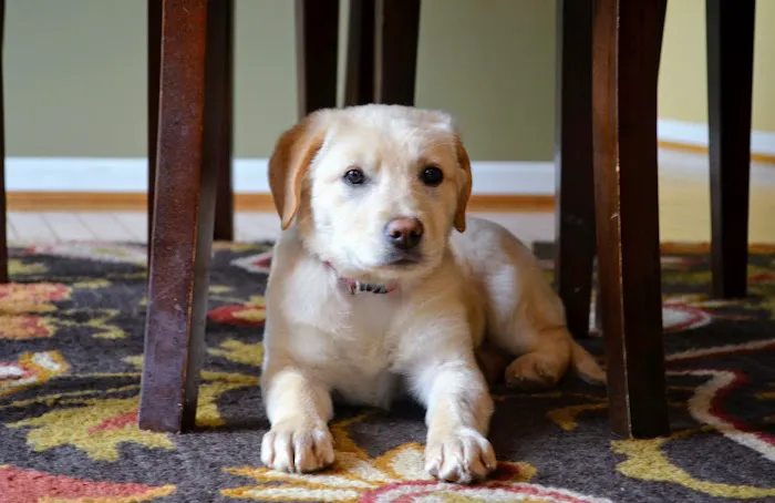 Bryan Animal Hospital Picture 4