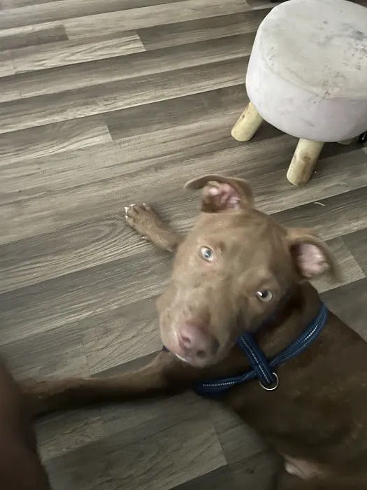 Bryan Animal Hospital Picture 10