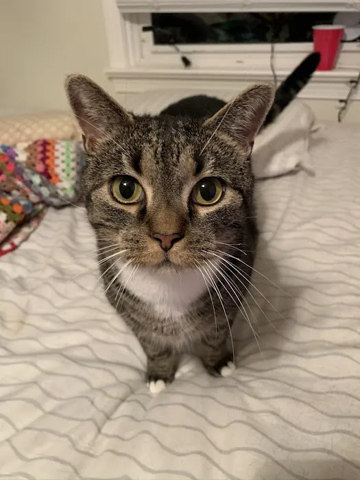 Pet's Best Friend Veterinary Hospital Picture 1