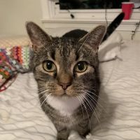 Pet's Best Friend Veterinary Hospital ico