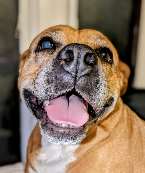 Pet's Best Friend Veterinary Hospital Picture 2