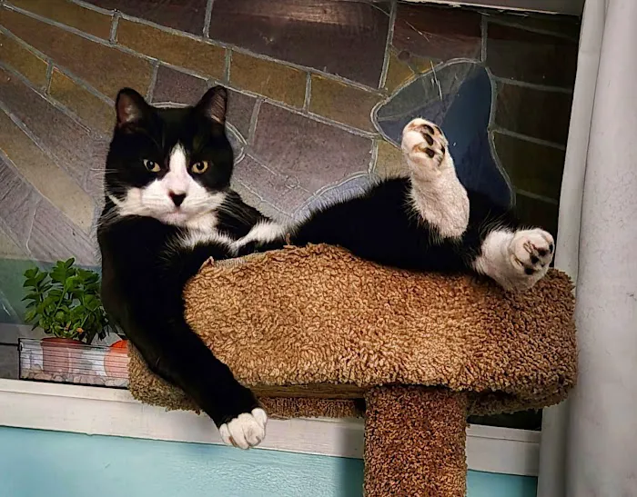 Pet's Best Friend Veterinary Hospital Picture 6