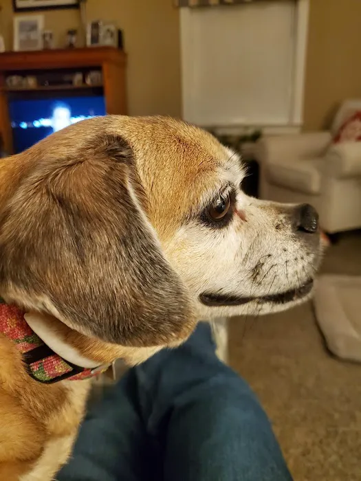 Pet's Best Friend Veterinary Hospital Picture 7