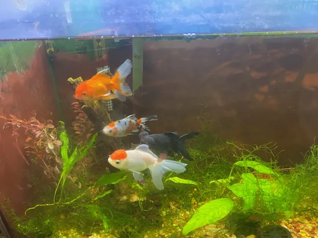 Red Hill Pet Center Picture 2