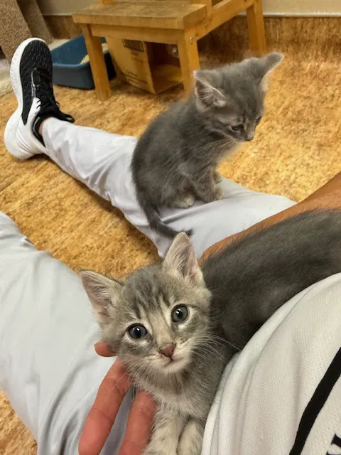 Pet Cottage Picture 4