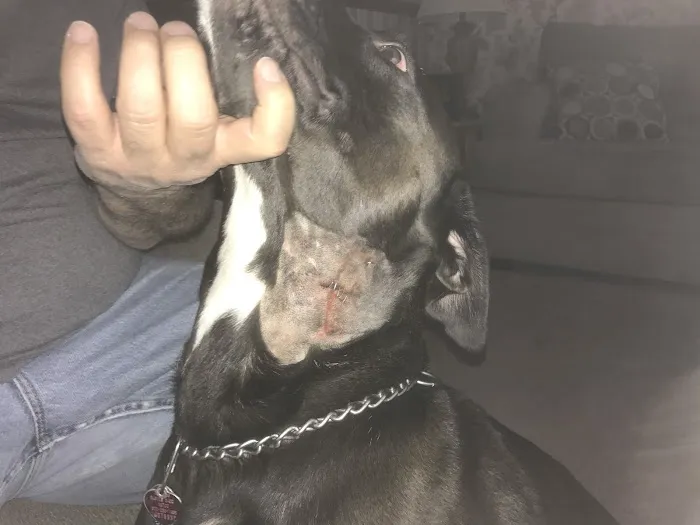 Newport Animal Hospital Picture 4