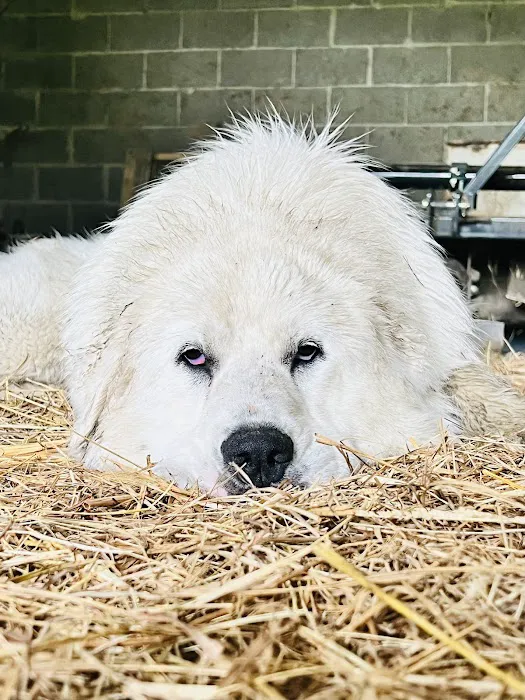 Peticote Veterinary Clinic, LLC Picture 2