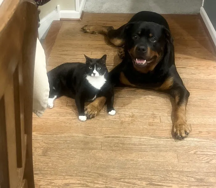 Peticote Veterinary Clinic, LLC Picture 6