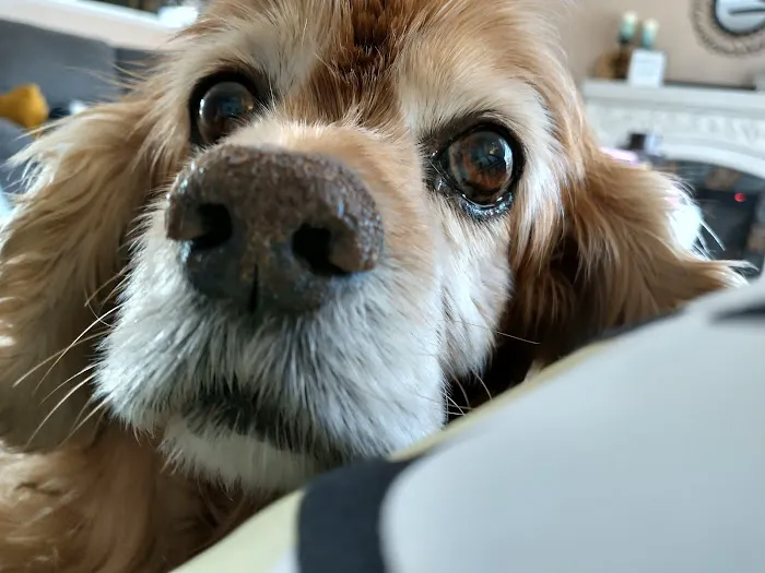 Peticote Veterinary Clinic, LLC Picture 8