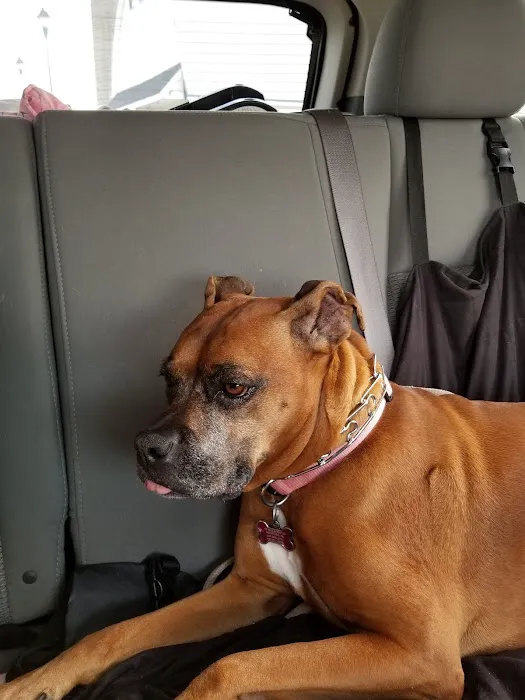 Peticote Veterinary Clinic, LLC Picture 10