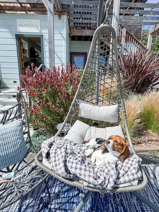 Salty Pup Stinson Beach Picture 7